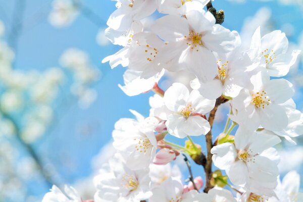 Spring flowers of apple trees macro