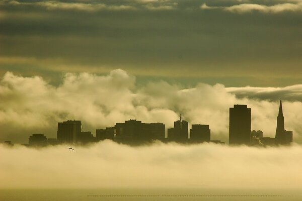 A seagull flies against the background of fog