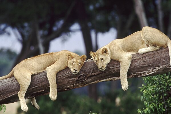 Two lionesses are lying on a high tree