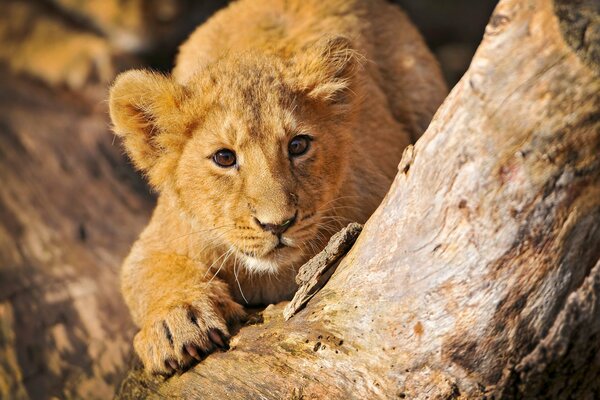 Bébé lionceau se prépare pour le saut