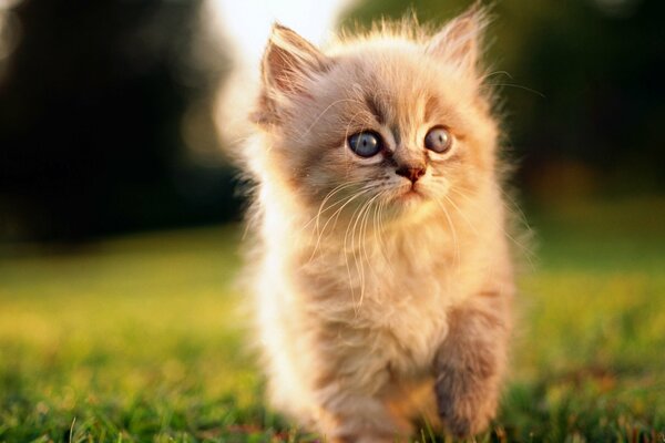 The muzzle of a fluffy kitten on the grass