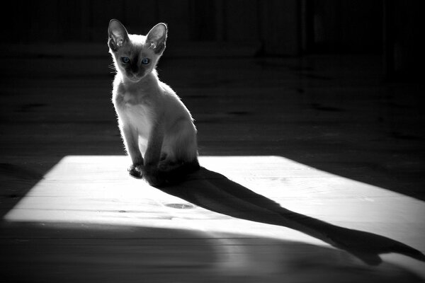 Czarno-biały kotek na parkiecie