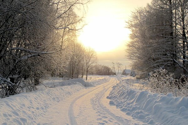 Winter kalten sonnigen Wald