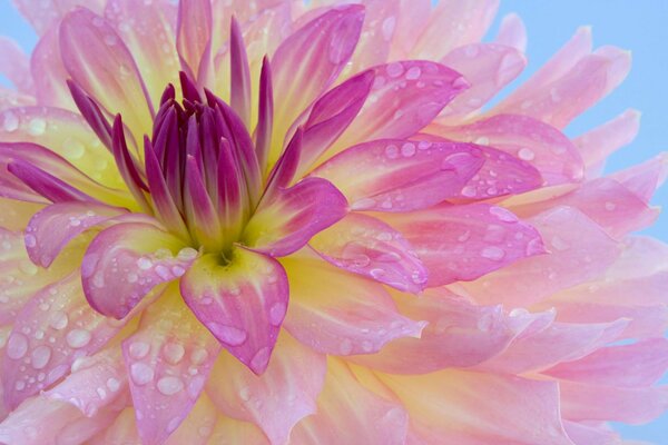 Delicate pink flower with morning dew