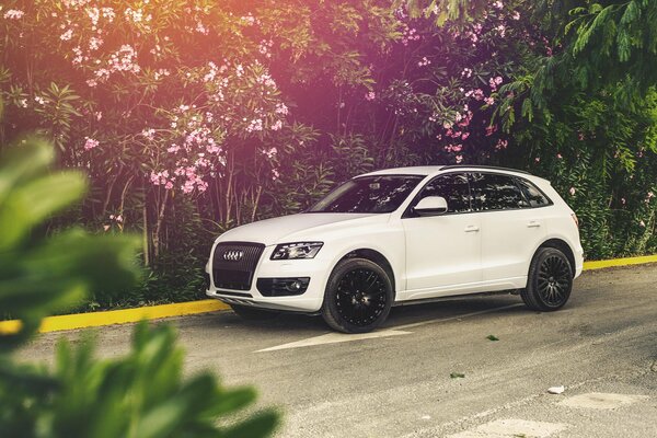 Blanc Audi q5 dans la nature