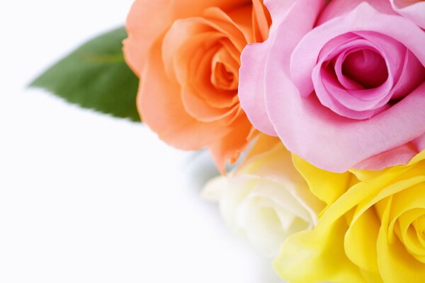 Букет разноцветных роз - прекрасные обои для рабочего стола