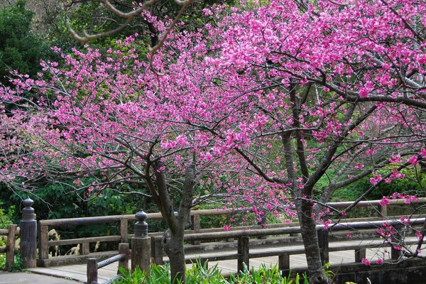 Il ponte in Giappone è sepolto nei petali di fiori di ciliegio