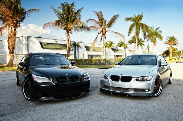 Two BMWs in palm trees