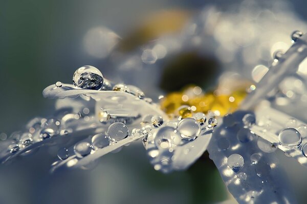 The radiance of drops on a sunny daisy