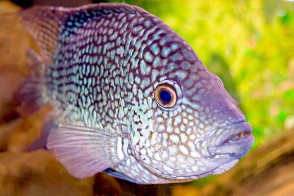 The underwater world of fish in the aquarium