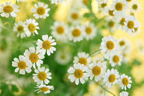 Macro image of white daisies