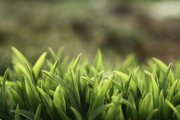 Gros plan de l herbe verte épaisse peu profonde