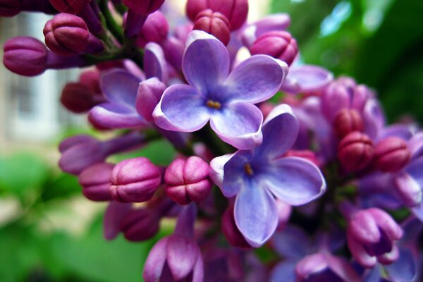 Kwitnący soczysty bordowy liliowy