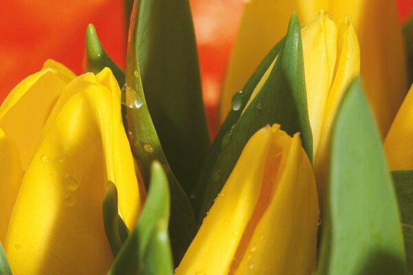 Knospen von gelben, ungeöffneten Tulpen