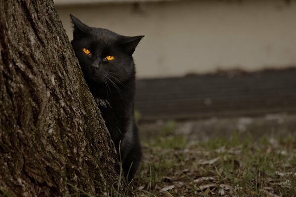 La mirada depredadora del gato negro