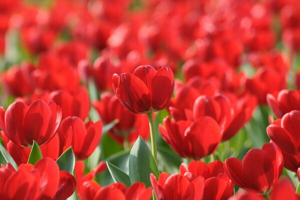 Fond d écran de printemps champ de tulipes écarlates