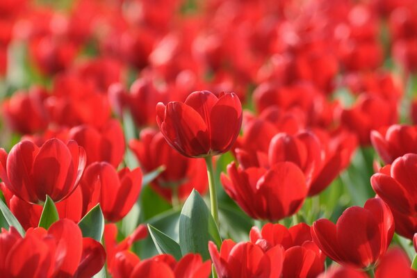 Wiosenna Tapeta pola szkarłatnych tulipanów