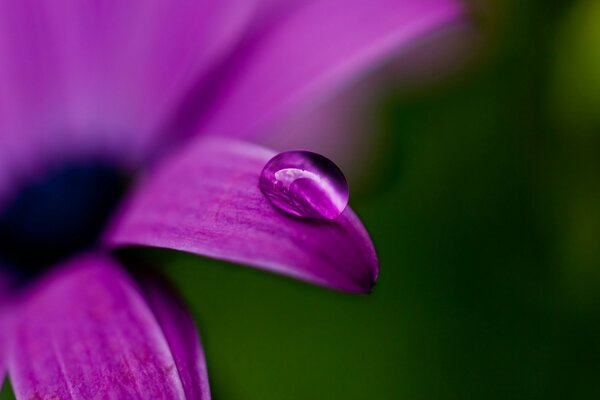 A purple drop on a velvet flower