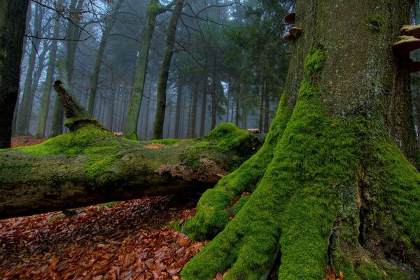 Autumn forest in the fog