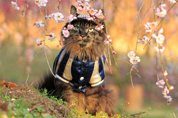 A cat in a suit studies sakura flowers