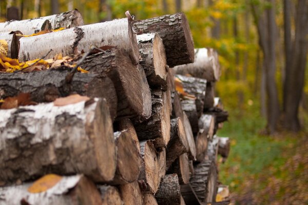 Birkenholz im Herbst