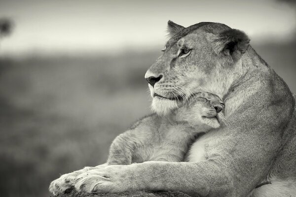 A noble lioness caresses her lion cub
