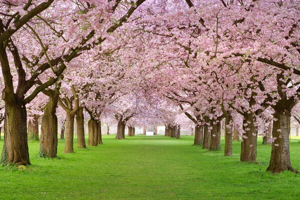 The flowering of rose trees in the alleys