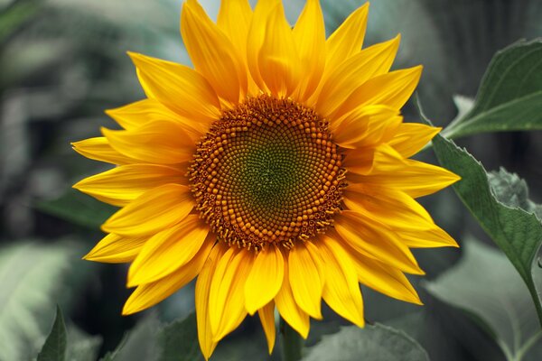 Macro image of a yellow sunflower