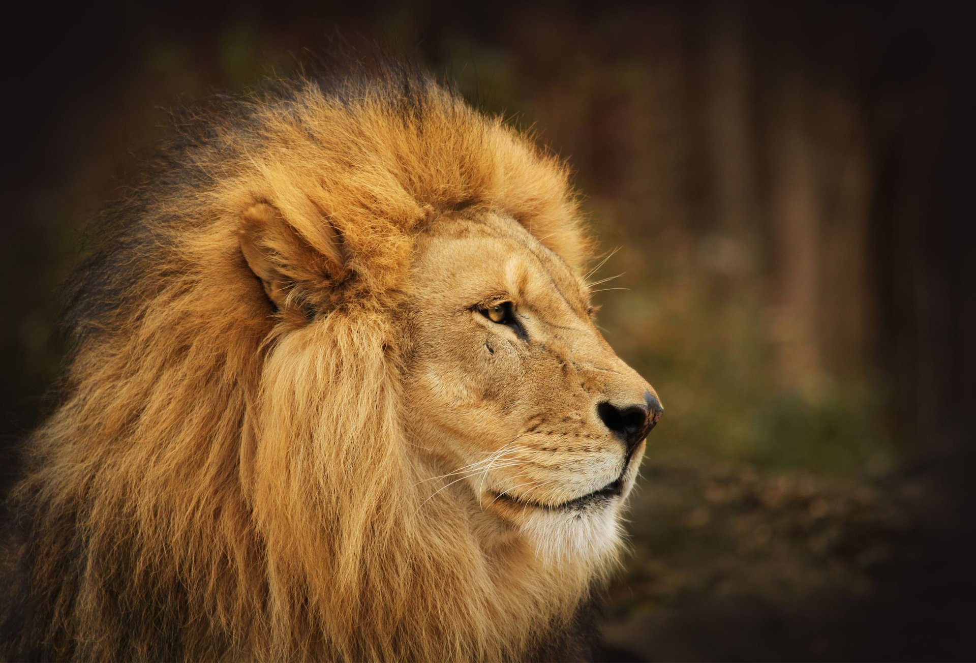 león rey melena depredadores vista bosque animales felinos