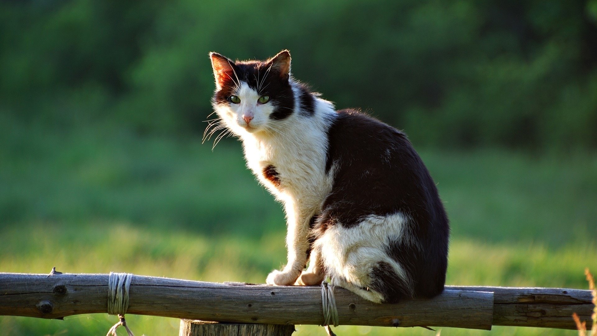 katze sitzen zaun dorf sommer blick tiere katze