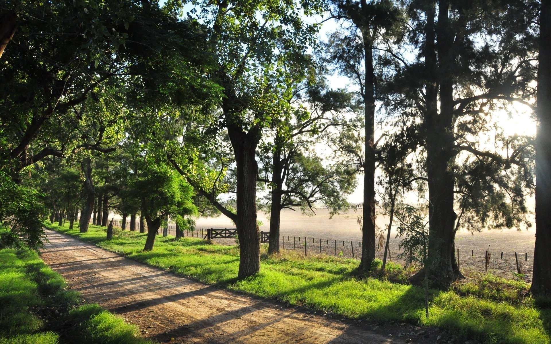 caldo afternoon beauty vuoto soleggiato bellezza luce strada natura foresta alberi parco parkan sole raggi di sole ombra verde erba calore rami foglie