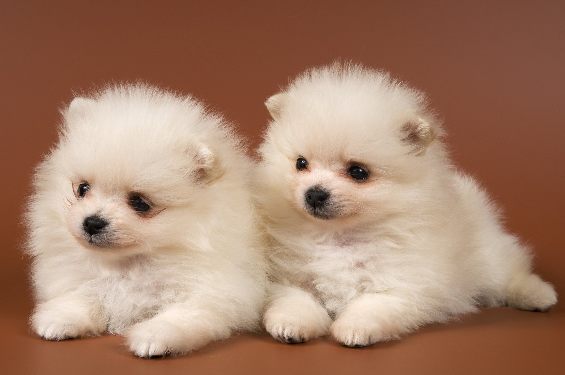 pomeranian zenki white two eyes nose dogs duo look