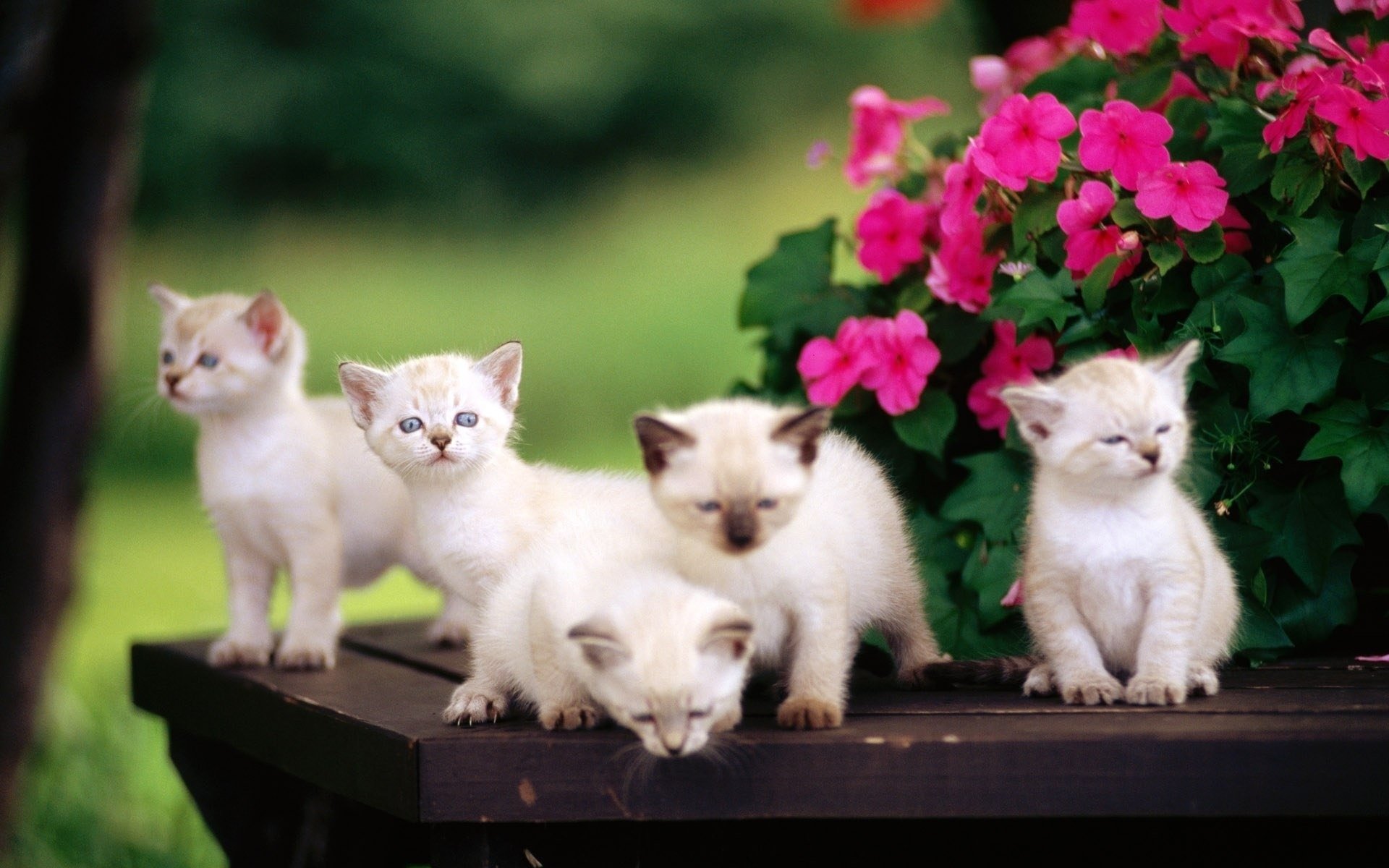 flores gatitos niños escritorio animales felinos mirada parientes