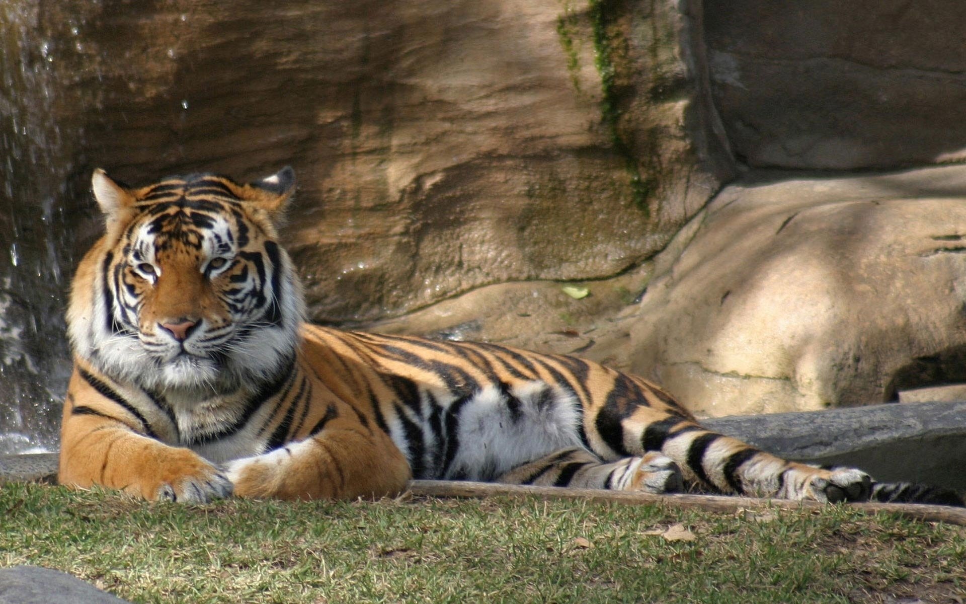 natur tiger tiere raubtiere aussehen steine katzen