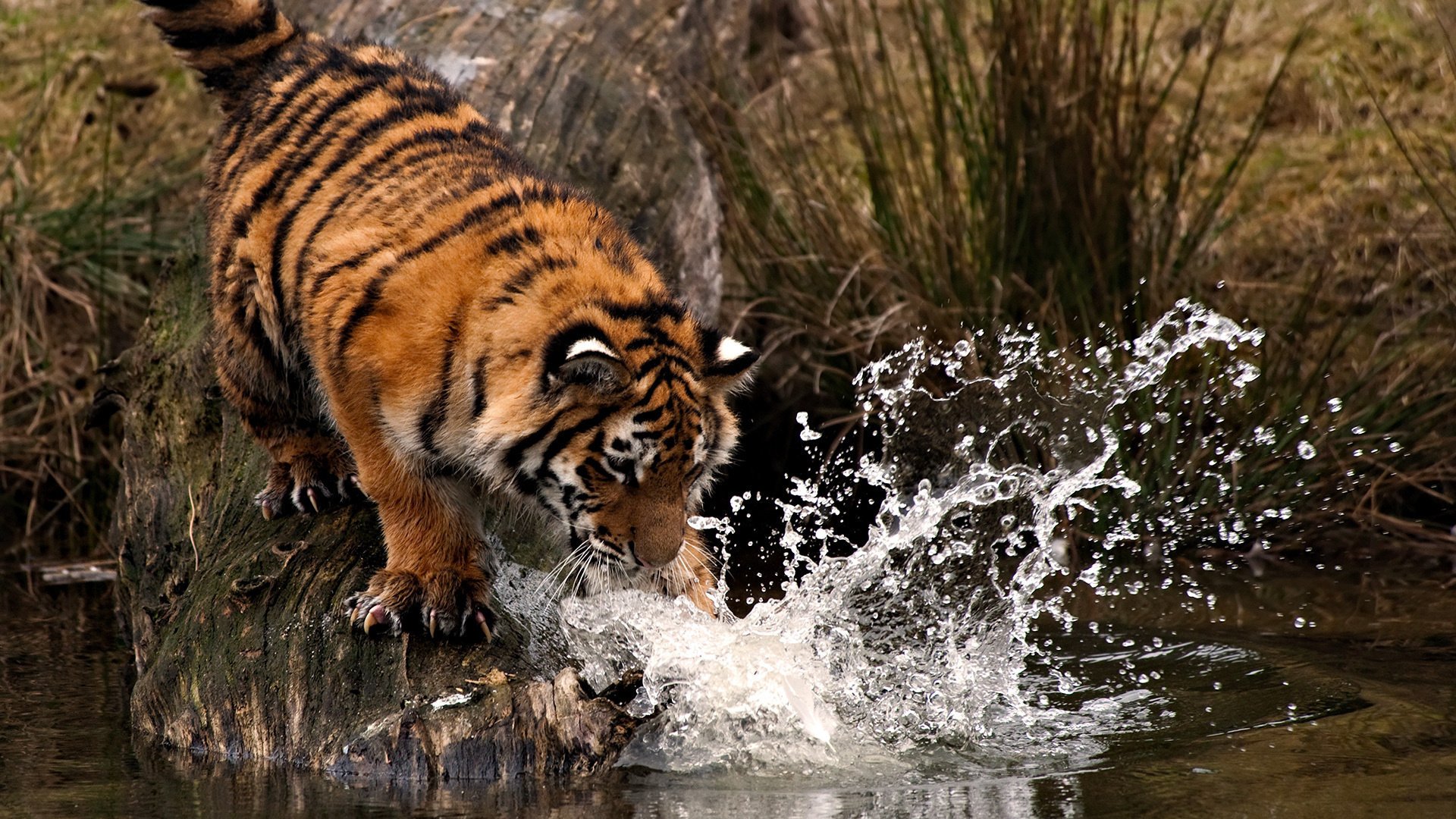 tigre zampa colpo gocce acqua spruzzi predatori animali felini