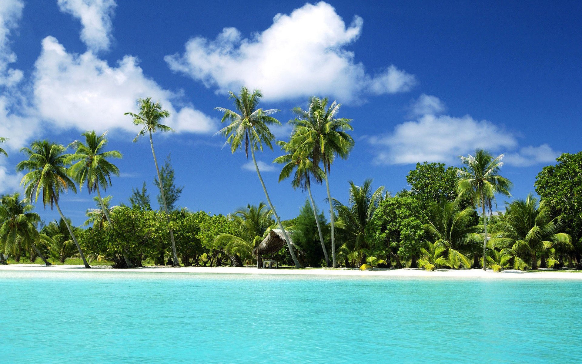 tropical island beach sea the ocean sand palm trees water the sky clouds greens the sun summer vacation