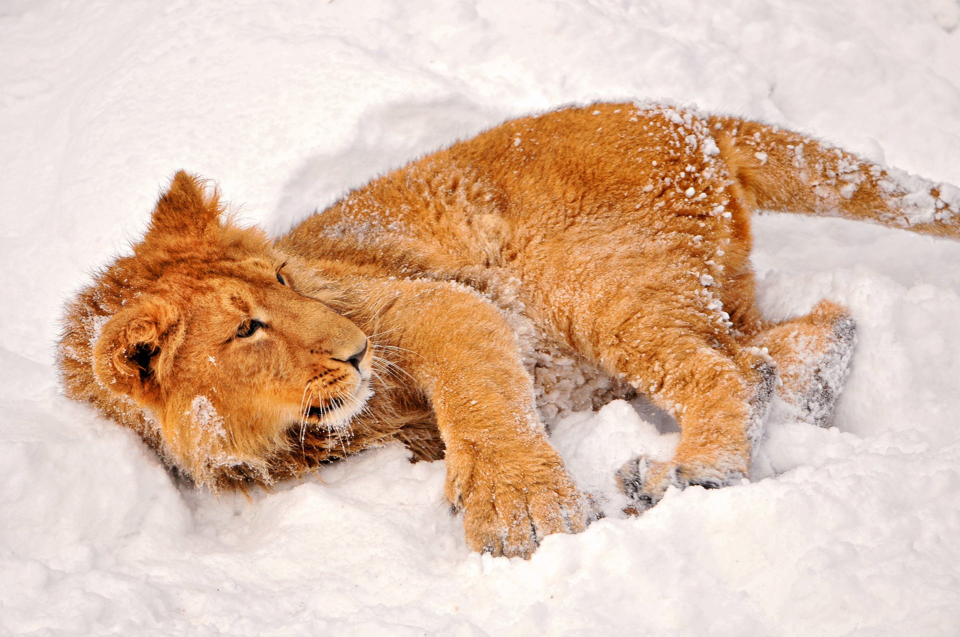 winter lion snow look predators animals cat