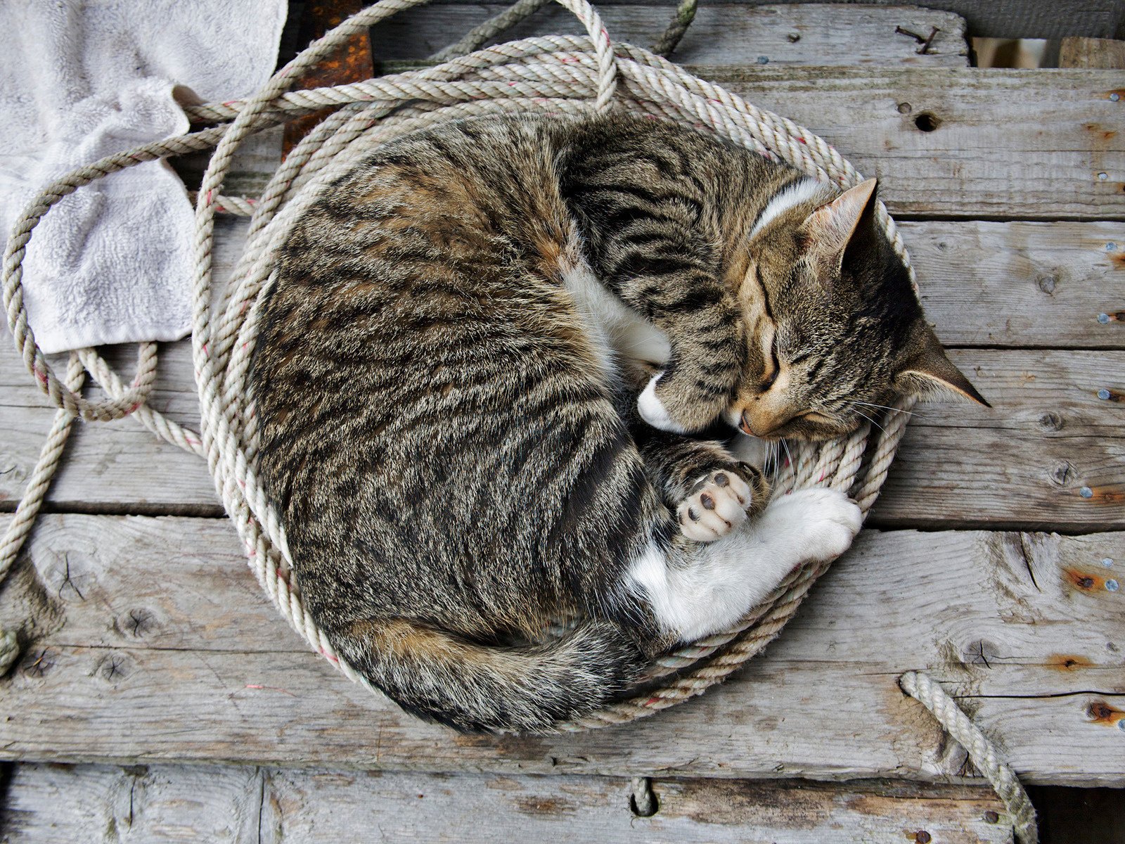 chat sommeil papier peint banc corde animaux félin