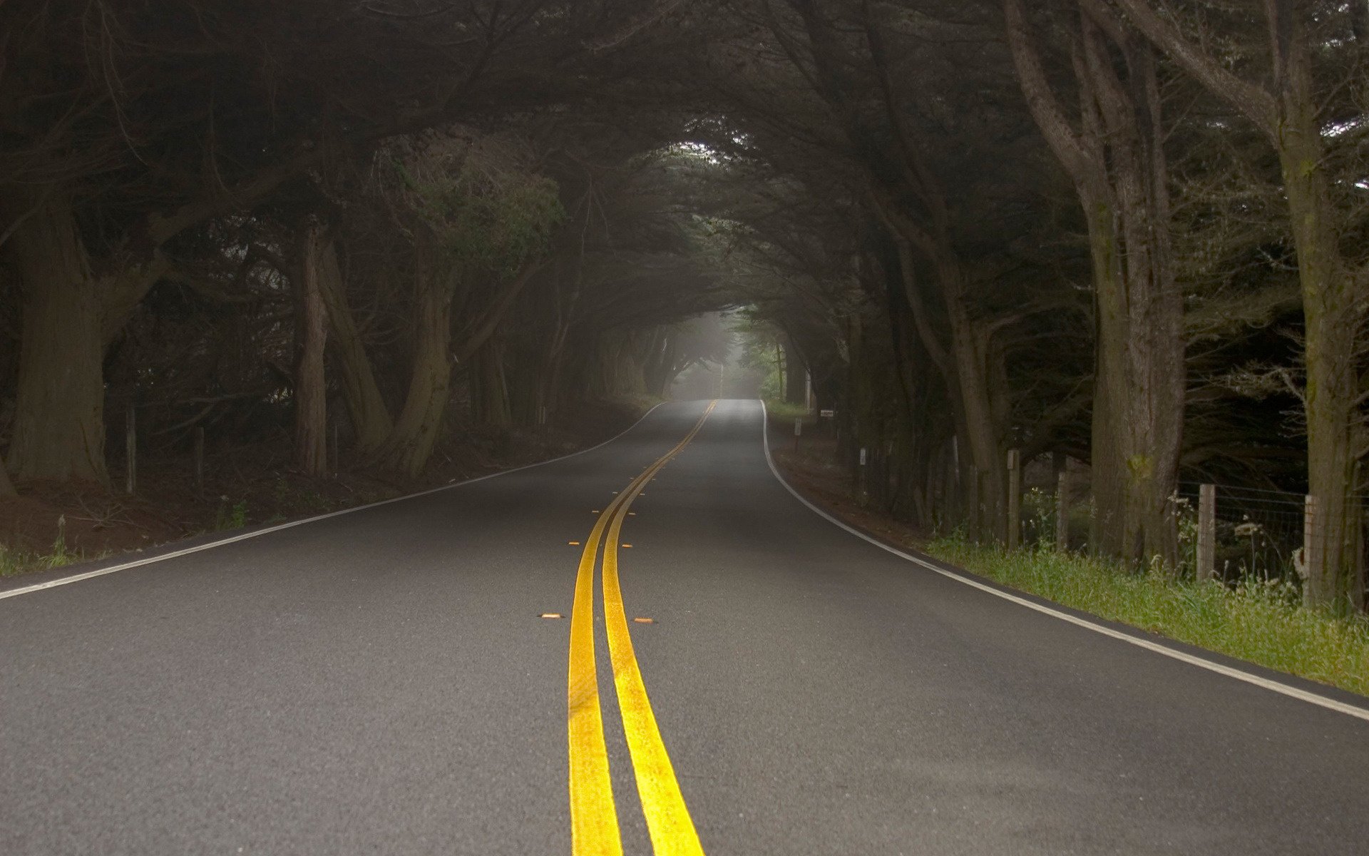 carretera carriles amarillos túnel niebla neblina árboles naturaleza bosque marcas asfalto hierba borde de la carretera velocidad