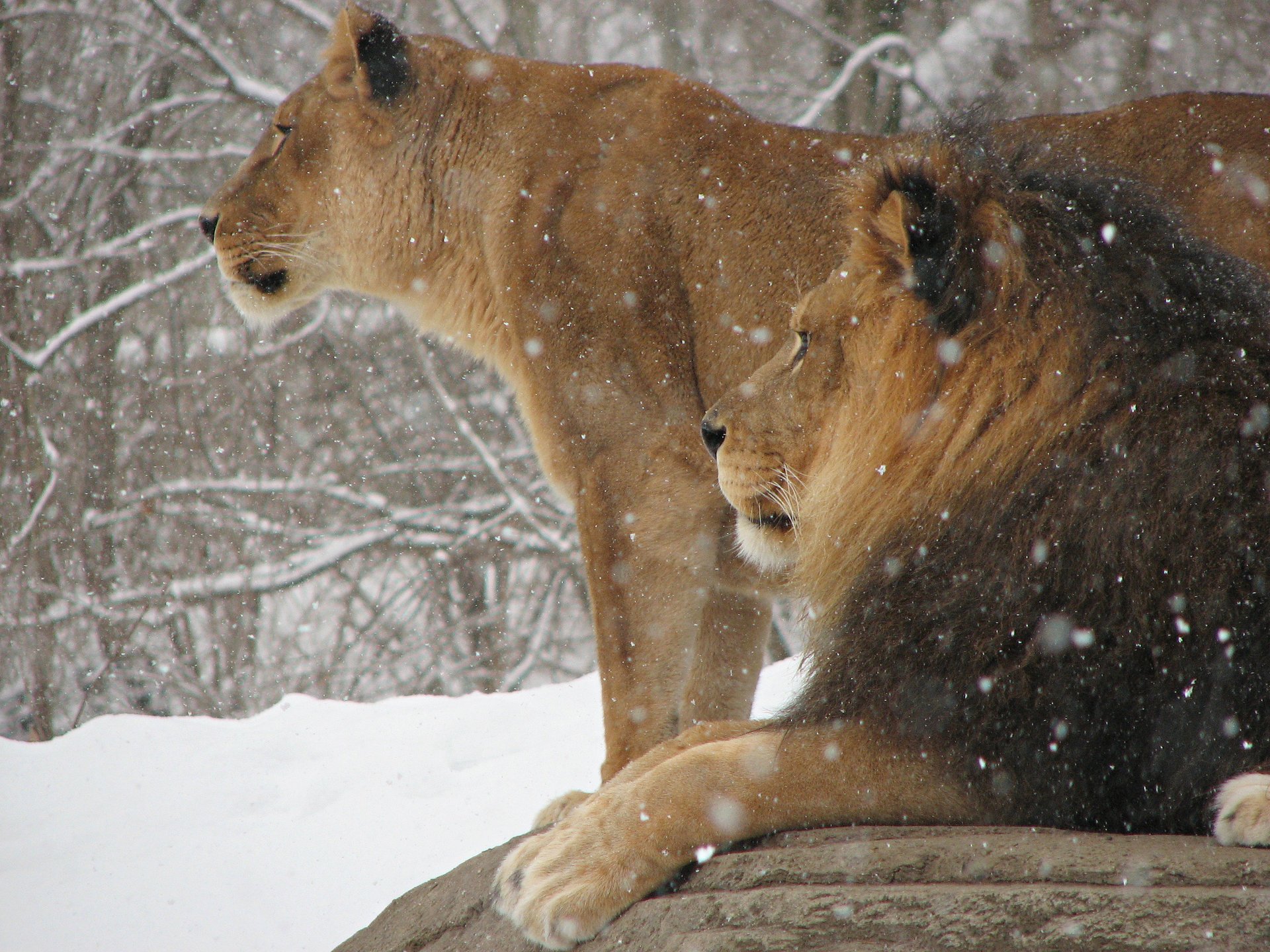 chats lion roi des bêtes hiver animaux lionne neige prédateurs félin