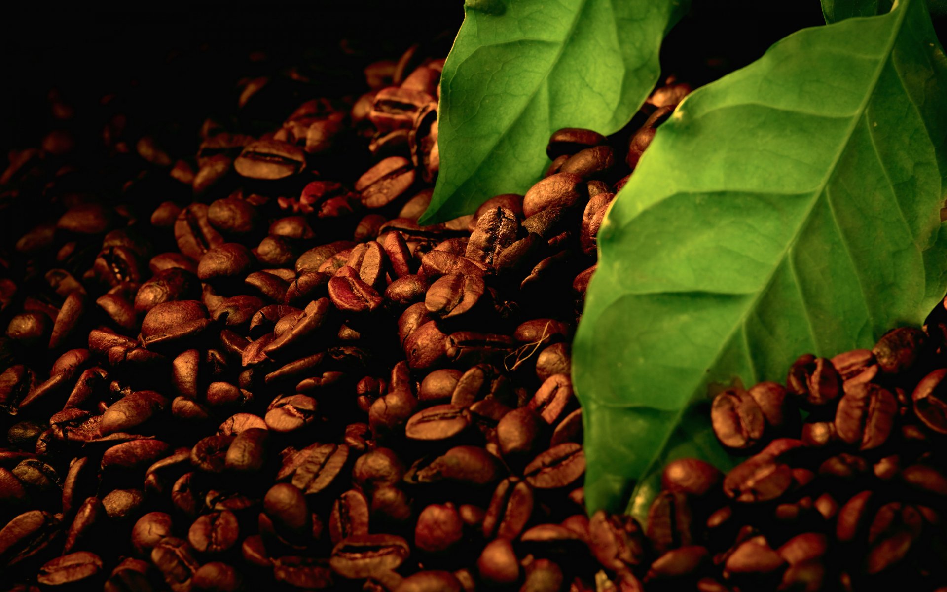 macro grains grains coffee leaves leaves black fruit