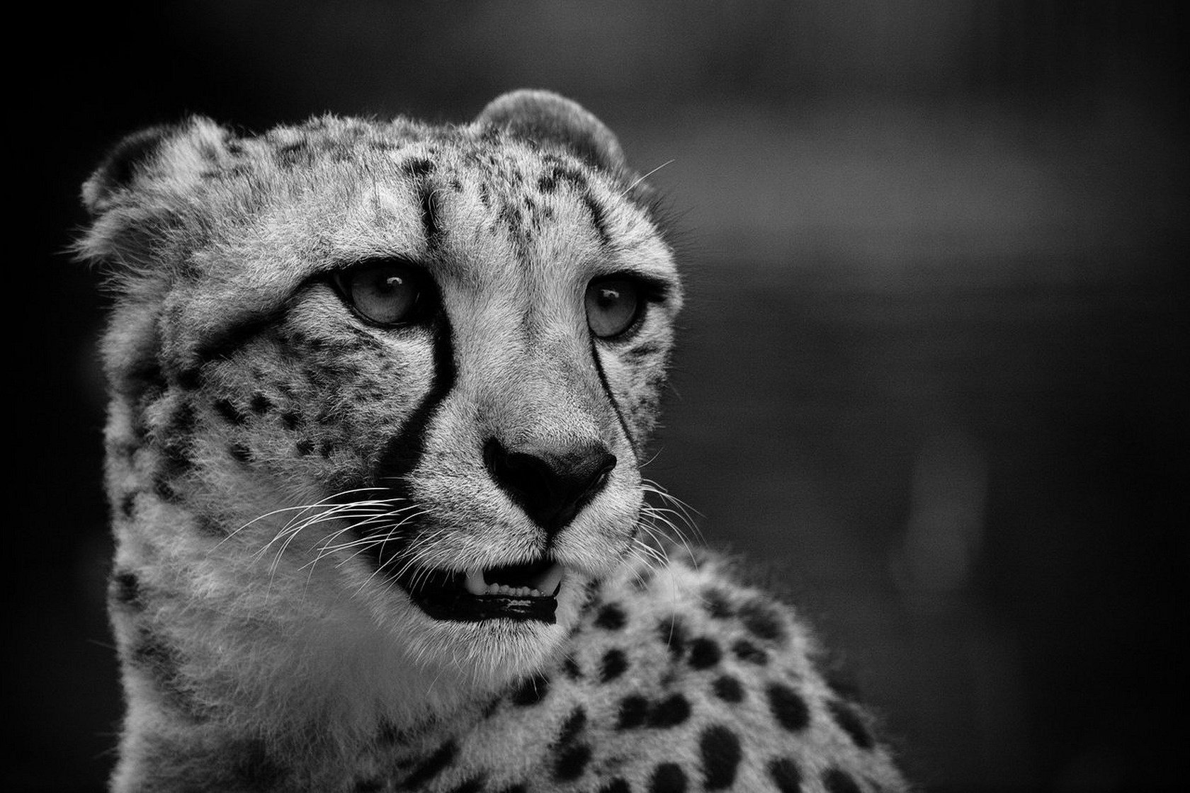 ghepardo in bianco e nero gatto sguardo baffi paura predatori animali occhi felini macro