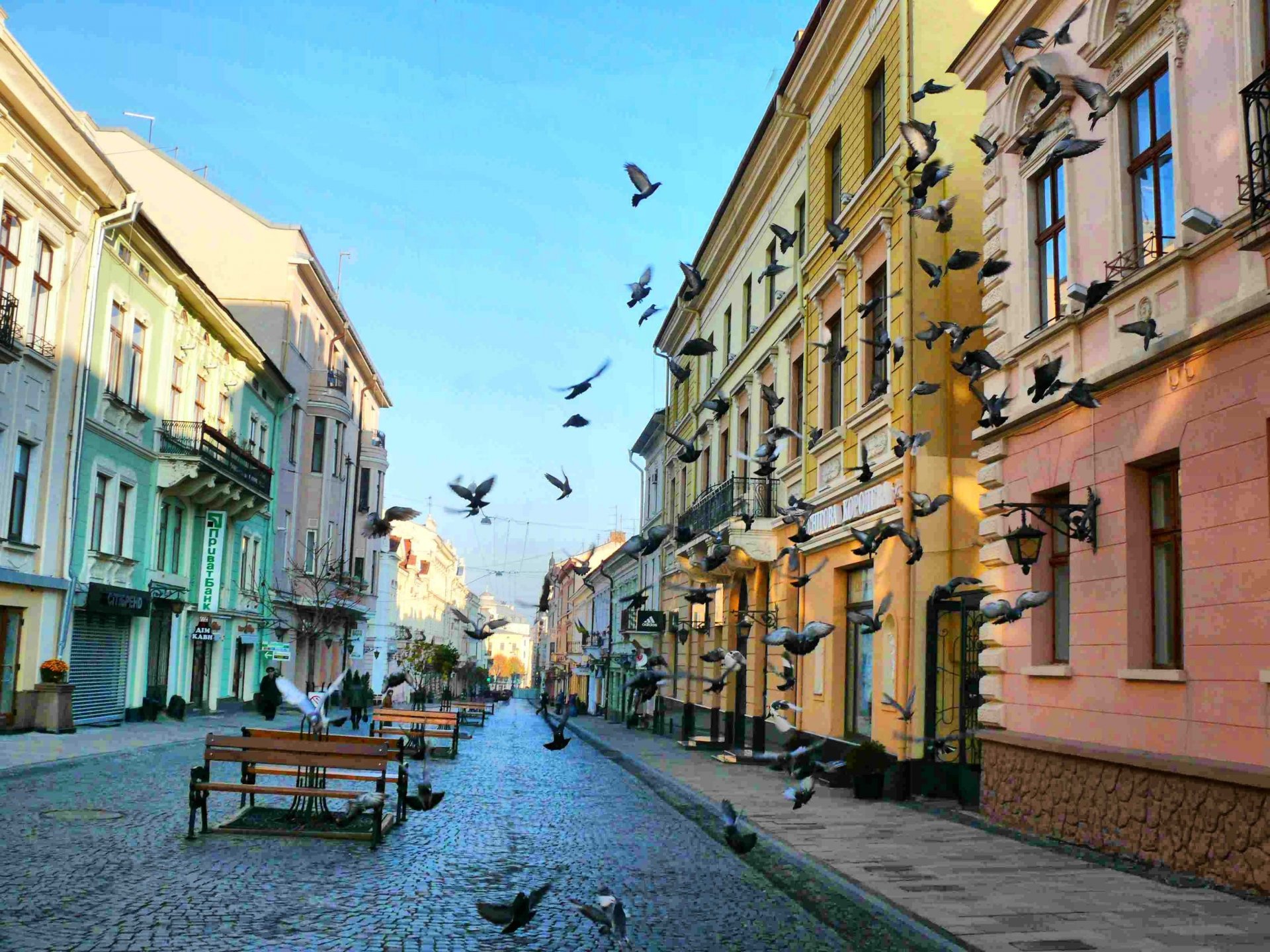 ukraine street olga kobylianska chernivtsi street birds pigeons pavers river shop home alley architecture road