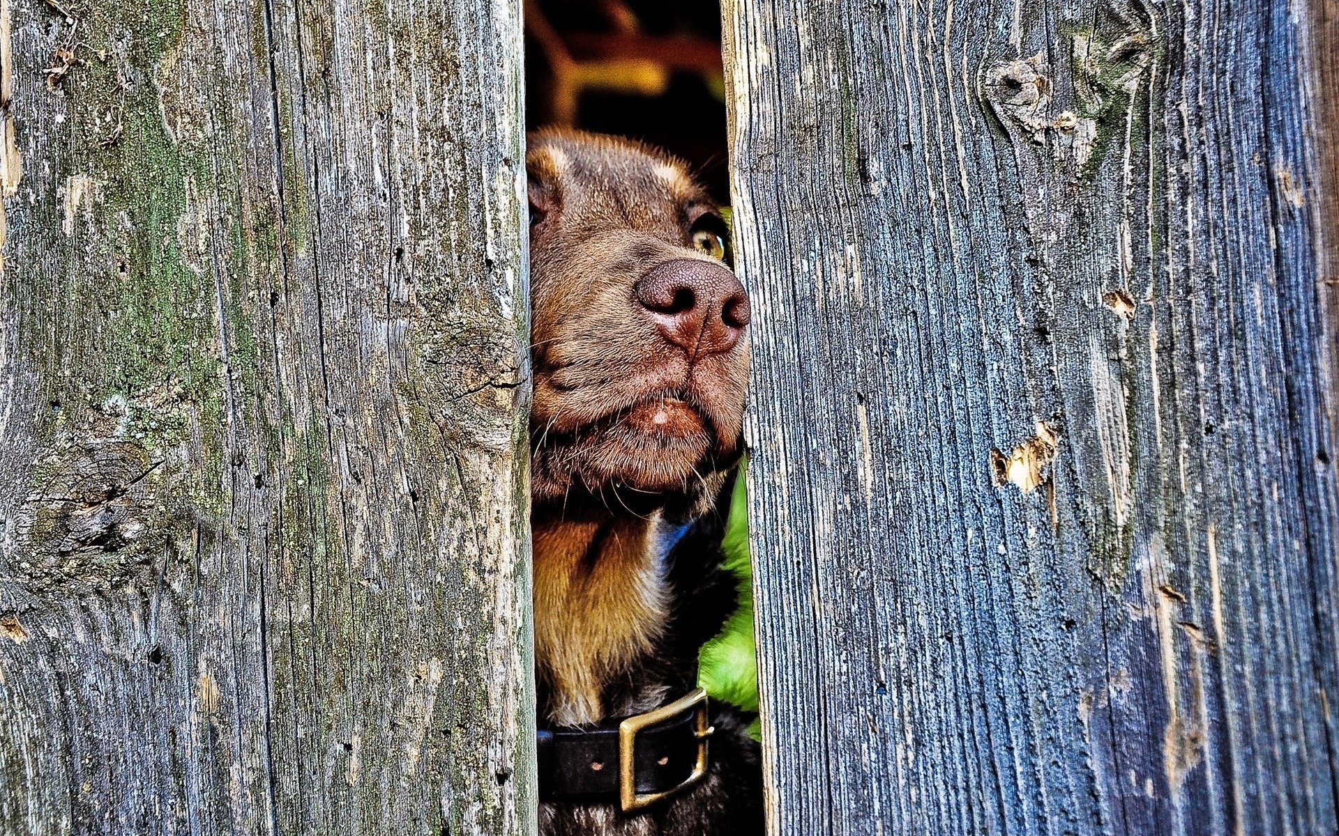 dog nose the fence collar tree dogs look