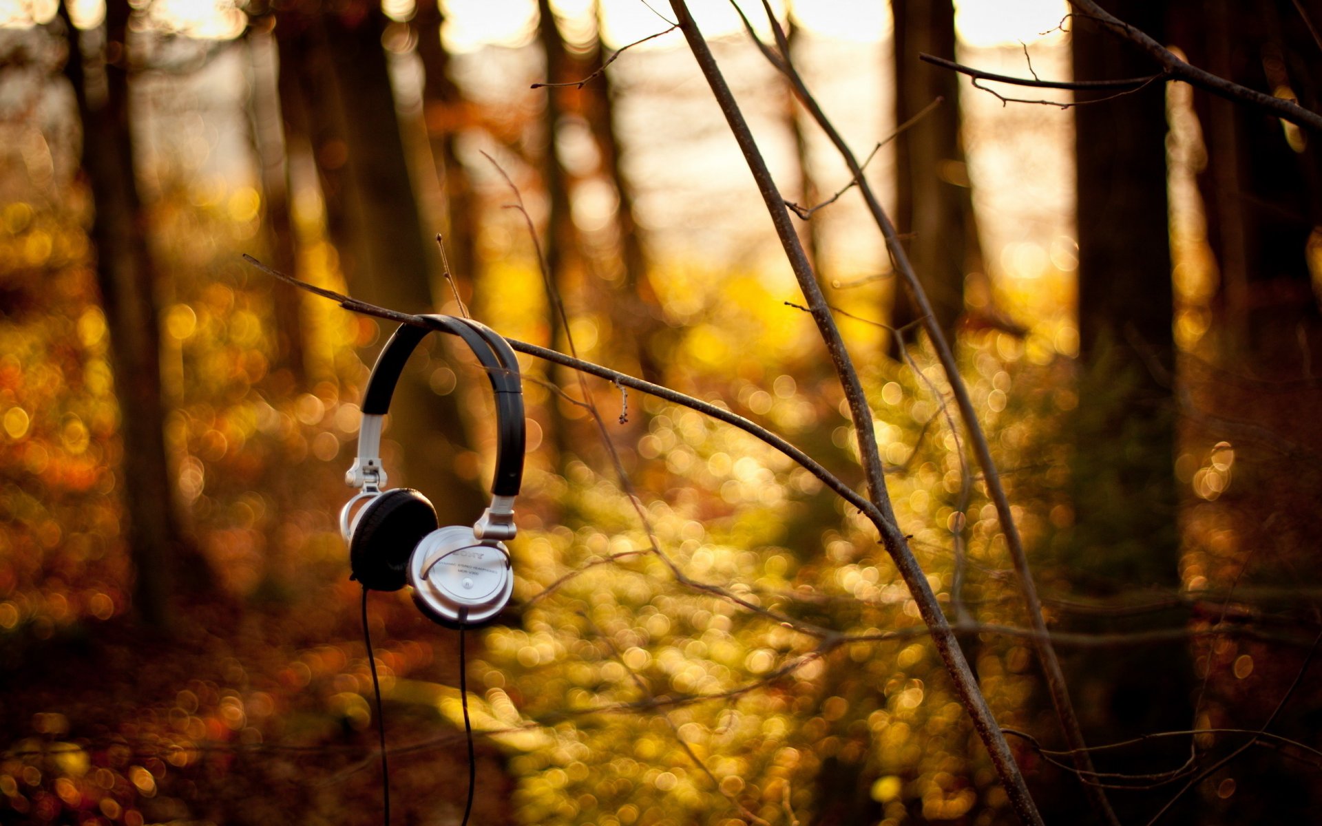 casque sony forêt branches musique automne arbres terre photo lumière feuilles