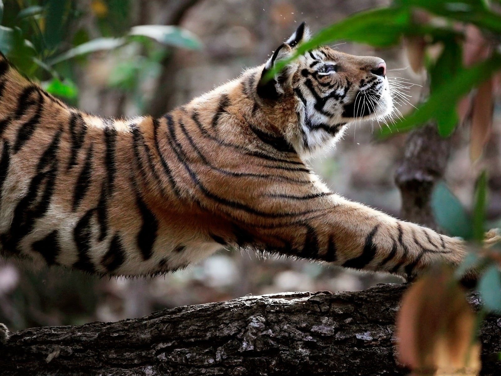 tigre animaux nature prédateurs arbres animaux félin