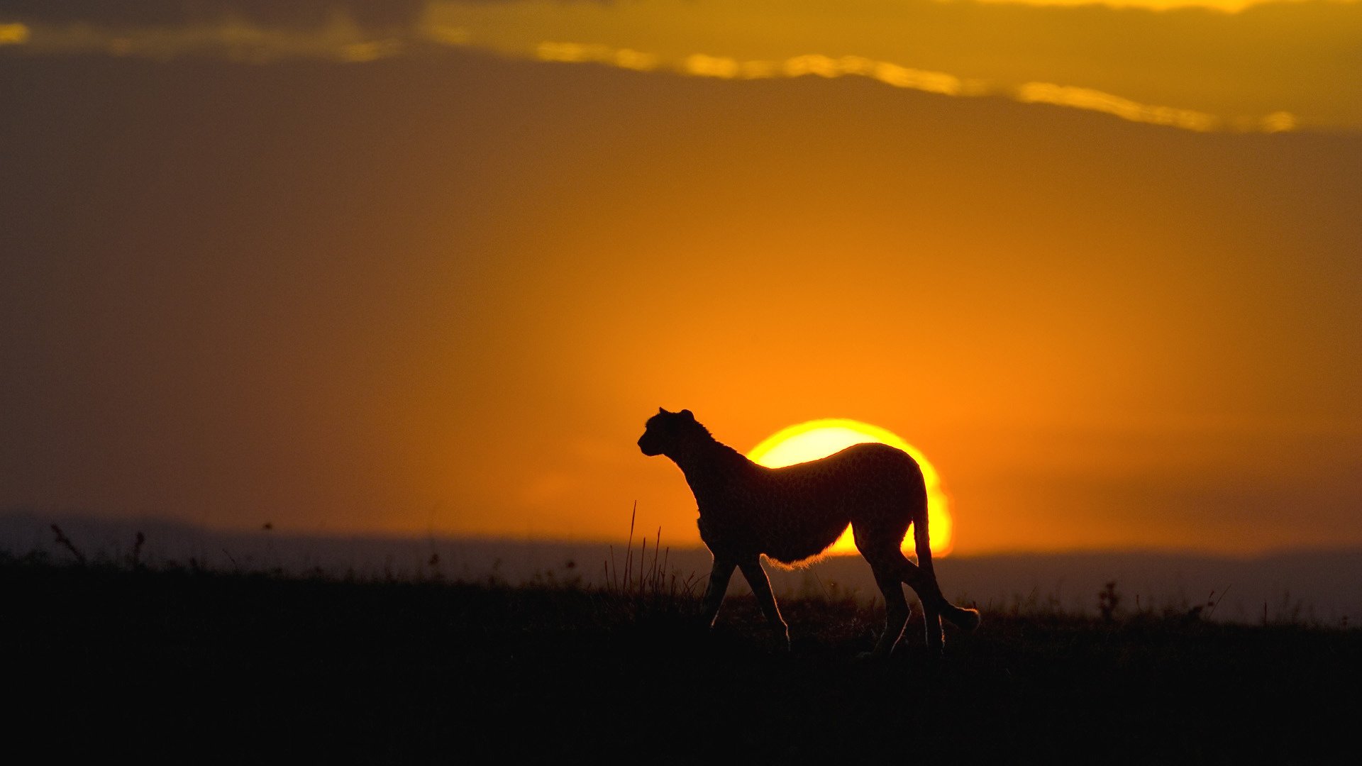 chat prédateur coucher de soleil silhouette guépard sauvage ciel animaux félin herbe