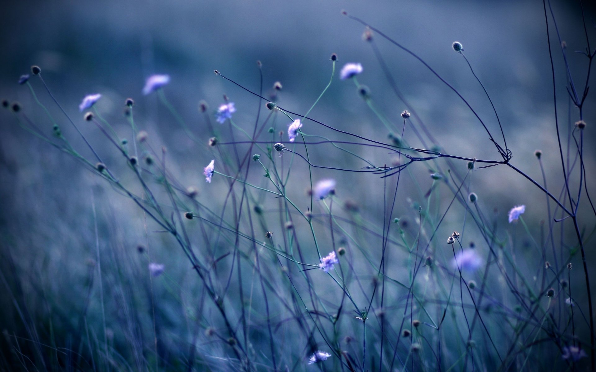 blumen gras farbe stiele abend pflanzen blau