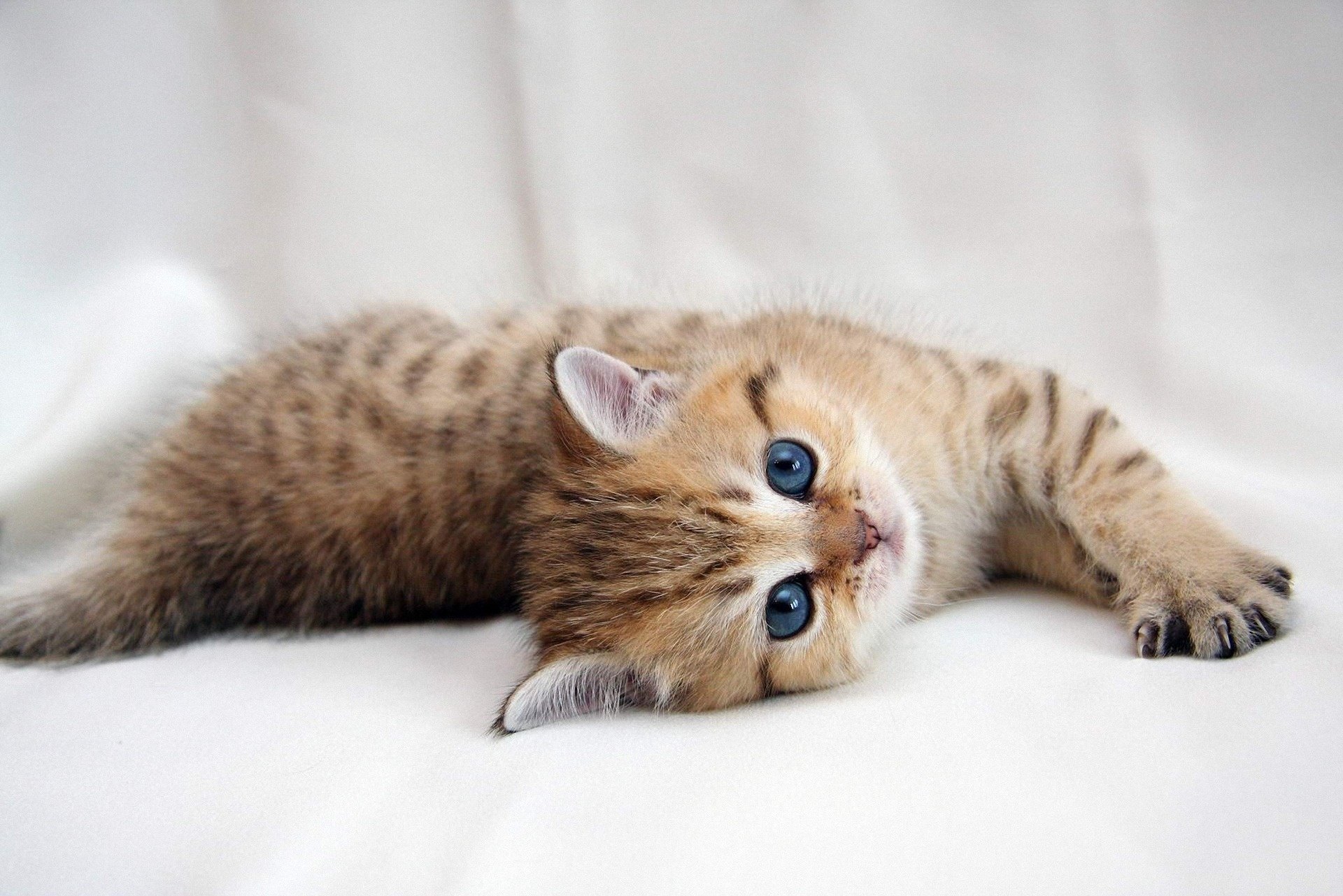 chaton petite patte yeux regard rayé animaux félin fond blanc