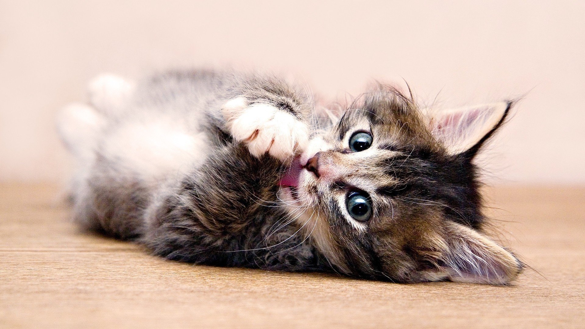 kätzchen lustig augen liegt pfoten katze katze baby blick waschen tiere katze